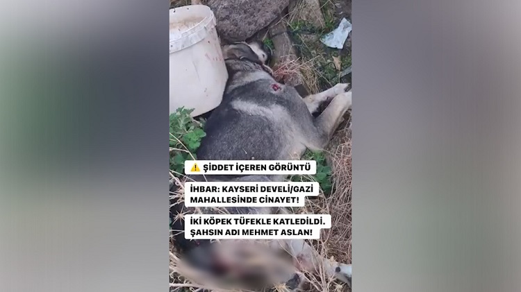 Kayseri’de iki köpeği öldüren şahıs gözaltına alındı